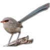 🐦 Эмодзи «Birds» для Telegram