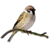 🐦 Эмодзи «Birds» для Telegram
