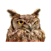 😒 Эмодзи «Birds» для Telegram