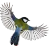🤩 Эмодзи «Birds» для Telegram