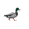 🤣 Эмодзи «Birds» для Telegram