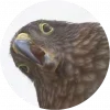 😃 Эмодзи «Birds» для Telegram