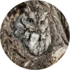 😄 Эмодзи «Birds» для Telegram