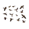 🐦 Эмодзи «Birds» для Telegram