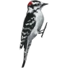 🐦 Эмодзи «Birds» для Telegram