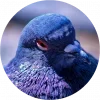 😃 Эмодзи «Birds» для Telegram