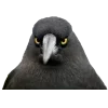 😙 Эмодзи «Birds» для Telegram
