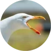 Эмодзи Birds для Telegram — скачать