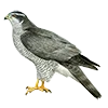 🦅 Эмодзи «Птицы» для Telegram