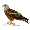 🦅 Эмодзи «Птицы» для Telegram