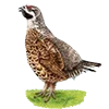 🦉 Эмодзи «Птицы» для Telegram