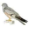 🦅 Эмодзи «Птицы» для Telegram