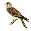 🦅 Эмодзи «Птицы» для Telegram