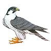 Эмодзи Птицы для Telegram — скачать
