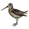 🪶 Эмодзи «Птицы» для Telegram