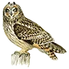 🦉 Эмодзи «Птицы» для Telegram