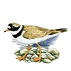 🪶 Эмодзи «Птицы» для Telegram