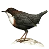 🪶 Эмодзи «Птицы» для Telegram