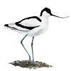 🪶 Эмодзи «Птицы» для Telegram