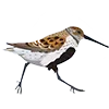 🪶 Эмодзи «Птицы» для Telegram