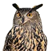 🦉 Эмодзи «Птицы» для Telegram