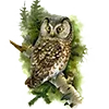 🦉 Эмодзи «Птицы» для Telegram