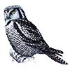 🦉 Эмодзи «Птицы» для Telegram