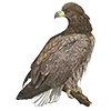 🦅 Эмодзи «Птицы» для Telegram