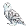 🦉 Эмодзи «Птицы» для Telegram