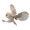 🦉 Эмодзи «Птицы» для Telegram