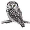 🦉 Эмодзи «Птицы» для Telegram