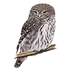 🦉 Эмодзи «Птицы» для Telegram
