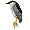 🪶 Эмодзи «Птицы» для Telegram