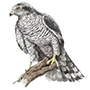 🦅 Эмодзи «Птицы» для Telegram