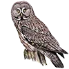 🦉 Эмодзи «Птицы» для Telegram