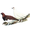 🦉 Эмодзи «Птицы» для Telegram