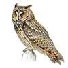 🦉 Эмодзи «Птицы» для Telegram