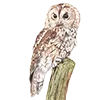 🦉 Эмодзи «Птицы» для Telegram