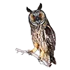 🦉 Эмодзи «Птицы» для Telegram