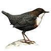 🪶 Эмодзи «Птицы» для Telegram