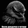 🌟 Эмодзи «Птицы мем» для Telegram