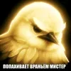🌟 Эмодзи «Птицы мем» для Telegram