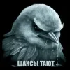 🌟 Эмодзи «Птицы мем» для Telegram