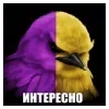 🌟 Эмодзи «Птицы мем» для Telegram