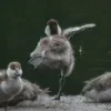 ❤ Эмодзи «❤ Набор эмоджи с птичками» для Telegram