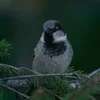 ❤ Эмодзи «❤ Набор эмоджи с птичками» для Telegram