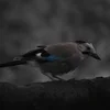 ❤ Эмодзи «❤ Набор эмоджи с птичками» для Telegram
