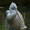 ❤ Эмодзи «❤ Набор эмоджи с птичками» для Telegram