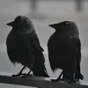 ❤ Эмодзи «❤ Набор эмоджи с птичками» для Telegram