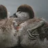 ❤ Эмодзи «❤ Набор эмоджи с птичками» для Telegram